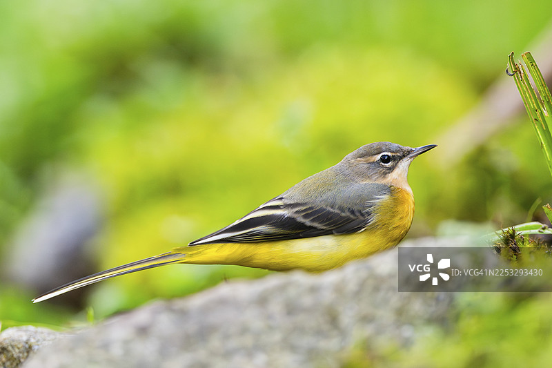 灰鹪鹩（Motacilla cinerea）栖息在地面上，野生动物，德国图片素材