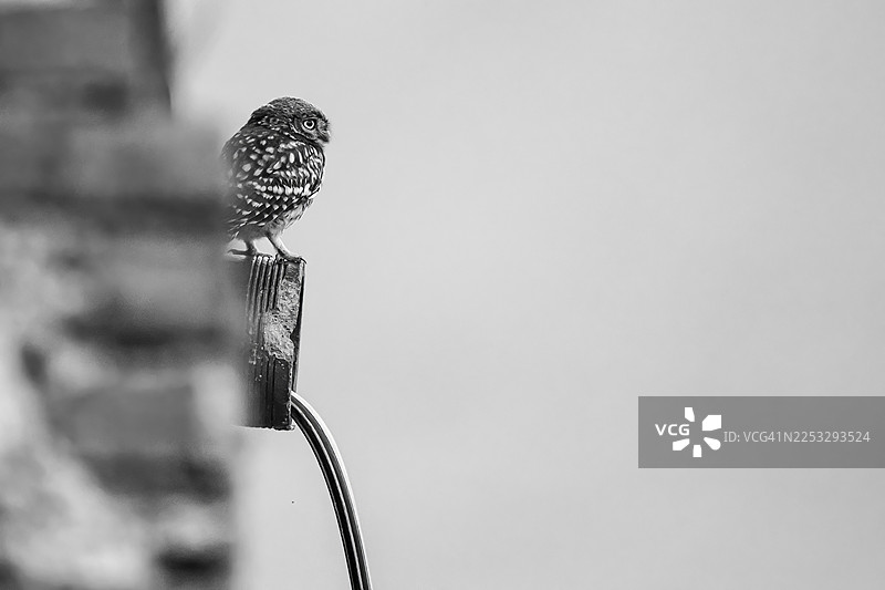 年幼的猫头鹰（Athene noctua）从一座饱经风霜的建筑中探出头来，周围是旧砖块，表情好奇而警觉，黑白图像，位于德国下萨克森州的韦恩山脉。图片素材