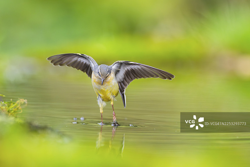 灰鹡鸰（Motacilla cinerea）在沼泽小湖的水中跳跃捕食，野生动物，德国图片素材