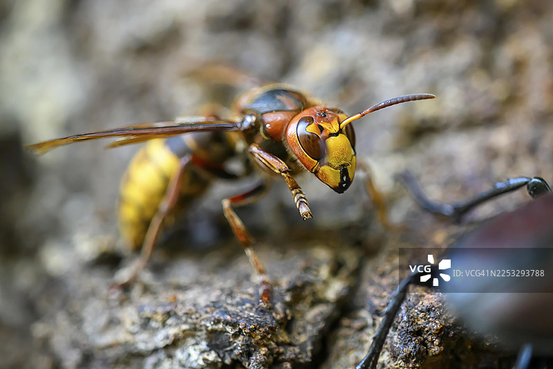 黄蜂(Vespa crabro)在树皮上的特写,自然色彩,德国下萨克森州奥尔登堡明斯特兰地区达默图片素材