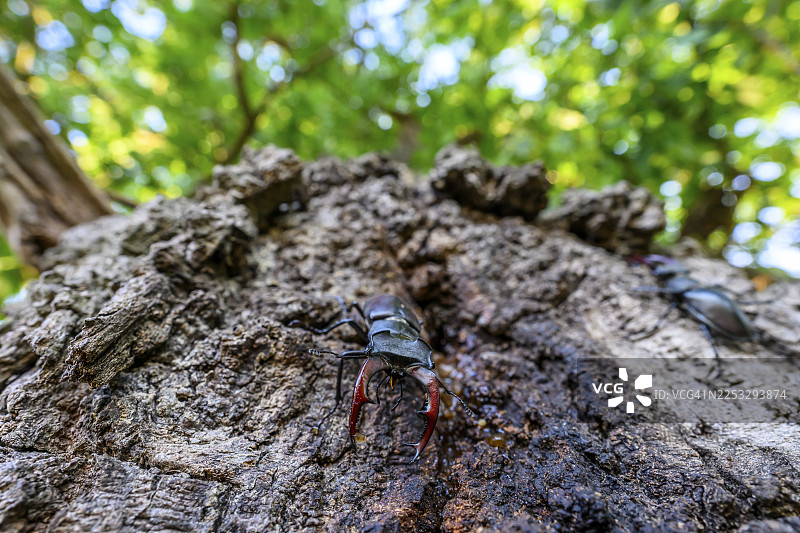 鹿角虫(Lucanus cervus)在德国下萨克森州奥尔登堡明斯特兰地区达默的一棵橡树上图片素材