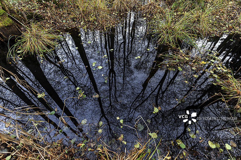 位于原始达斯森林的荒原,树木倒映在荒原水面上,位于德国梅克伦堡-前波美拉尼亚州菲施兰-达斯-兴斯特的达斯,前波莫瑞拉古纳国家公园。图片素材