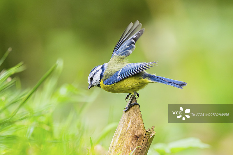 一只欧亚蓝冠山雀（Cyanistes caeruleus）栖息在德国的木头上图片素材