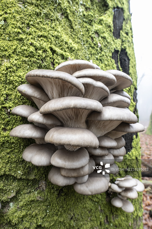 欧氏拟层孔菌（Pleurotus cornucopiae）生长在老铜山毛榉（Fagus sylvatica）上，位于德国下萨克森州埃姆斯兰地区图片素材
