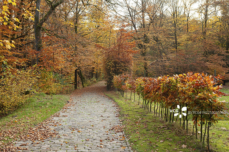 秋季的秋叶，施蒂凯尔坎普森林，莱尔区，东弗里斯兰，下萨克森，德国图片素材