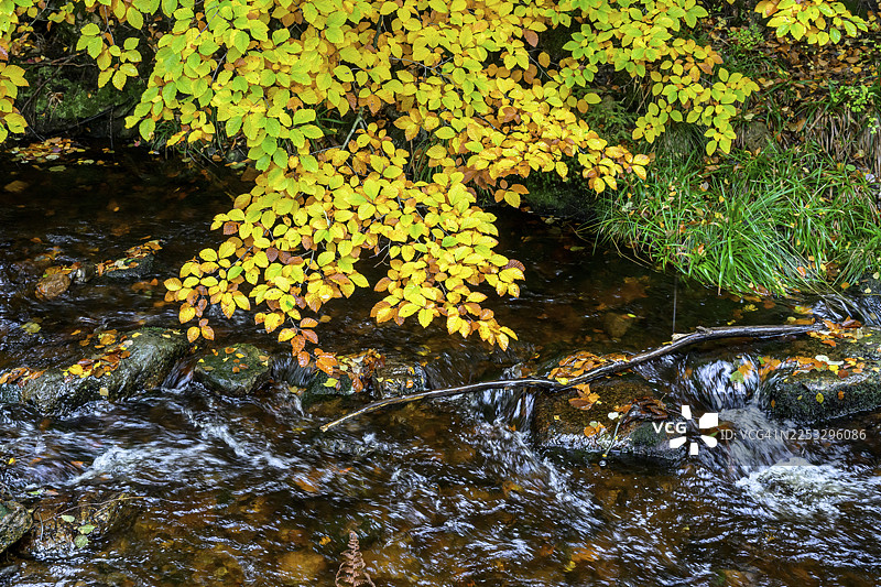 德国下萨克森州布劳恩拉格市科尼希斯克鲁格博德塔尔自然保护区哈尔茨国家公园内博德河的秋日色彩图片素材