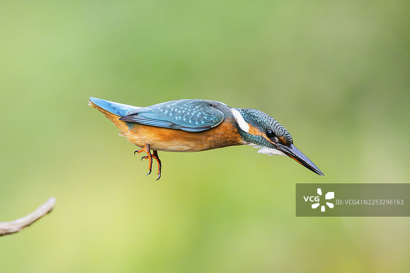 初夏时节，普通翠鸟（Alcedo atthis）飞入水中捕鱼，野生，巴伐利亚，德国图片素材