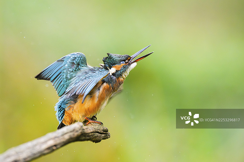 夏季末，一只普通翠鸟（Alcedo atthis）栖息在老旧的木枝上，抖动着身体，摄于德国巴伐利亚的野外图片素材