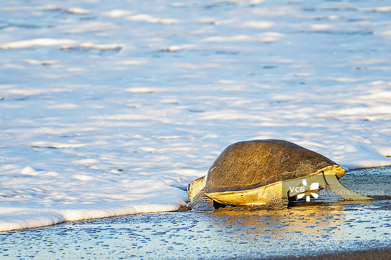 橄榄海龟在筑巢后返回大海图片素材