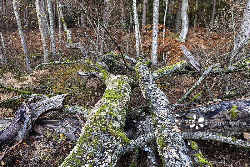 腐烂的树干上长着裂褶菌（Schizophyllum commune），躺在森林地面上，位于德国梅克伦堡-前波美拉尼亚州菲施兰-达尔斯-辛茨地区达尔斯瓦尔德的达尔斯，波美拉尼亚-波登湖国家公园。图片素材