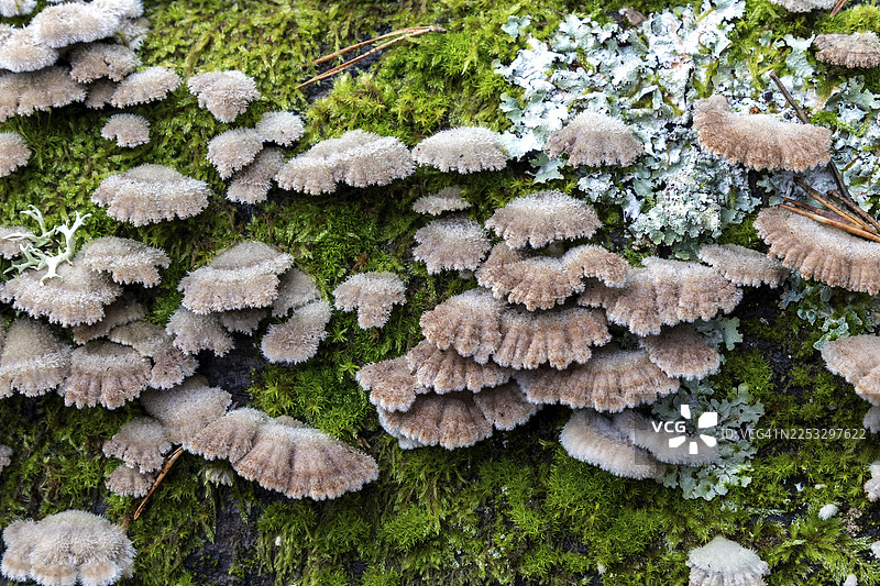 树木真菌，裂褶菇 (Schizophyllum commune)，生长在枯死的树干上，位于达斯森林，达斯，菲什兰-达斯-津斯特，前波美拉尼亚滨海地带国家公园，梅克伦堡-前波美拉尼亚州，德国图片素材