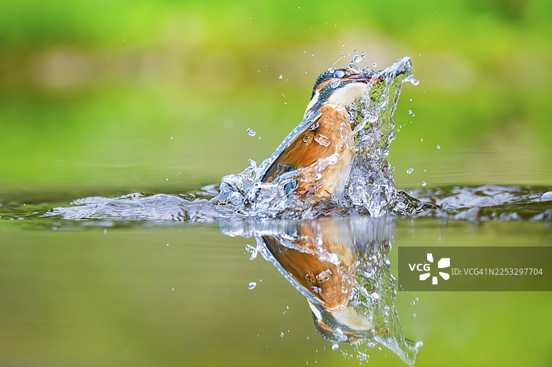 盛夏时节，一只普通翠鸟（Alcedo atthis）嘴里叼着刚捕获的鱼，从水中飞出，摄于德国巴伐利亚邦的野外。图片素材