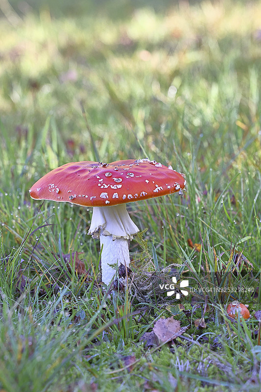 红盖伞伞（毒蝇伞），子实体，在草地上，特写，威尔恩斯多夫，北莱茵-威斯特法伦州，德国图片素材