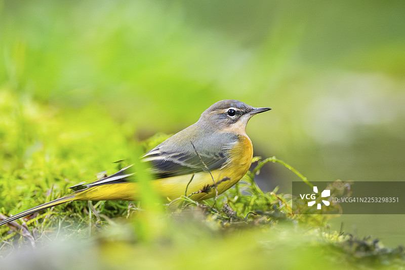 灰鹡鸰（Motacilla cinerea）栖息在地面上，野生动物，德国图片素材