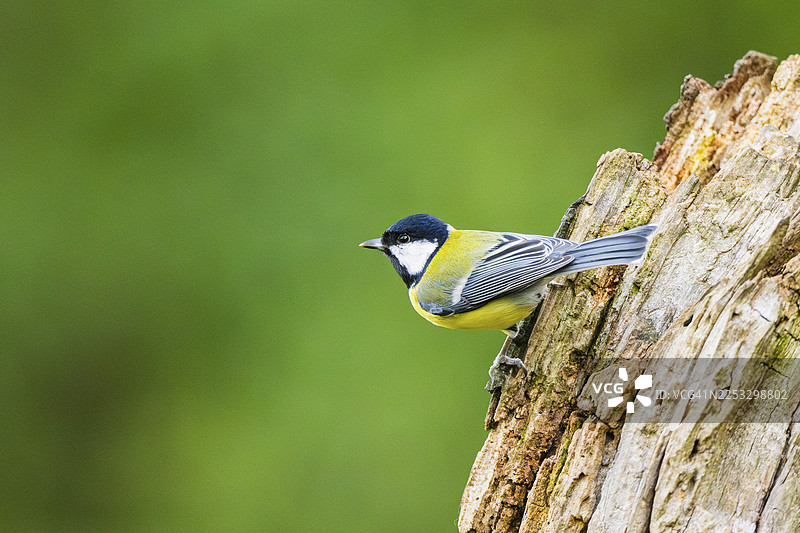 一只大山雀（Parus major）栖息在巴伐利亚州德国沼泽地一棵腐烂的老树干上图片素材