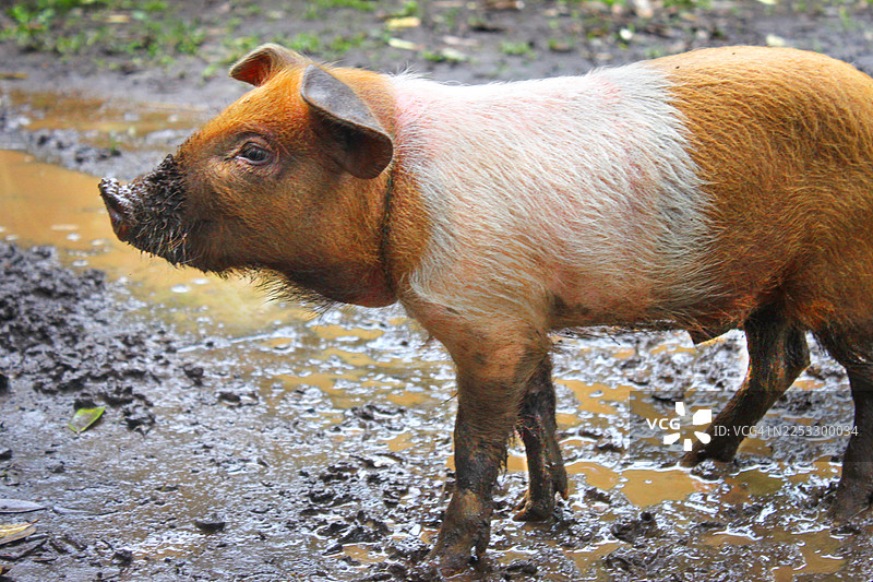 泥巴里的小猪图片素材