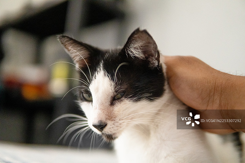 一只充满爱意的抚摸着黑白家猫的手图片素材