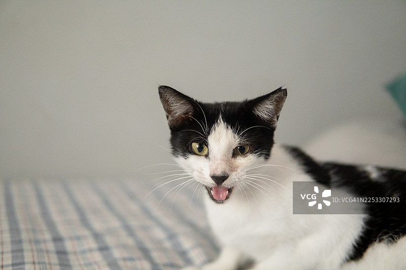 黑白小猫在床上喵喵叫图片素材