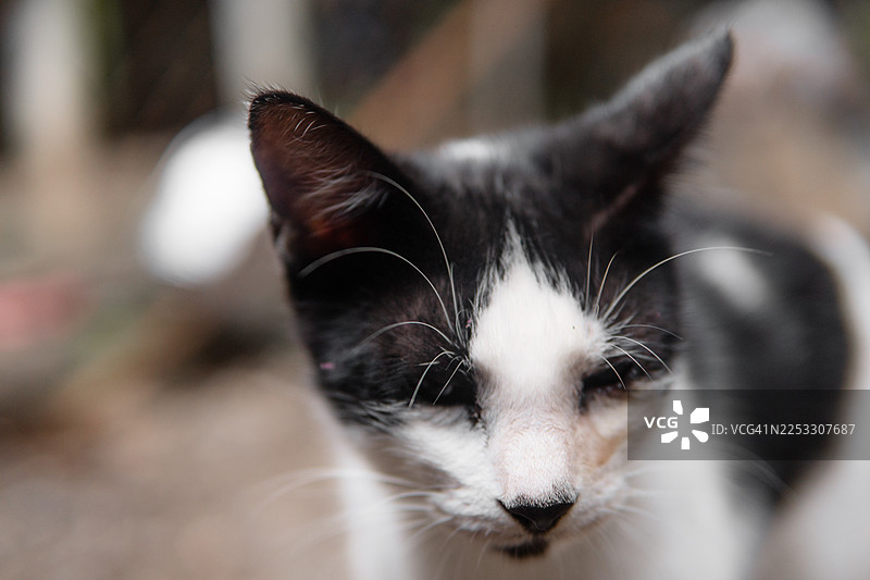 一只黑白毛色的家猫向下看图片素材