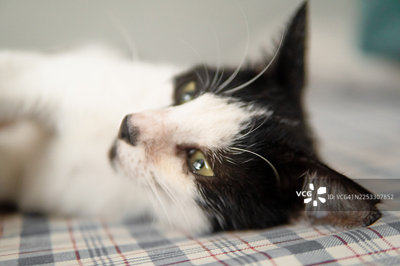 家猫在家中斜纹毯子上休息图片素材