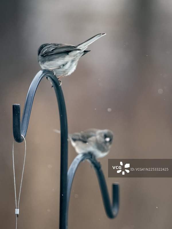 黑眼灯草鹀图片素材