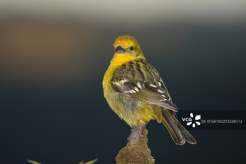 火焰色唐加拉雀 (Piranga bidentata)图片素材