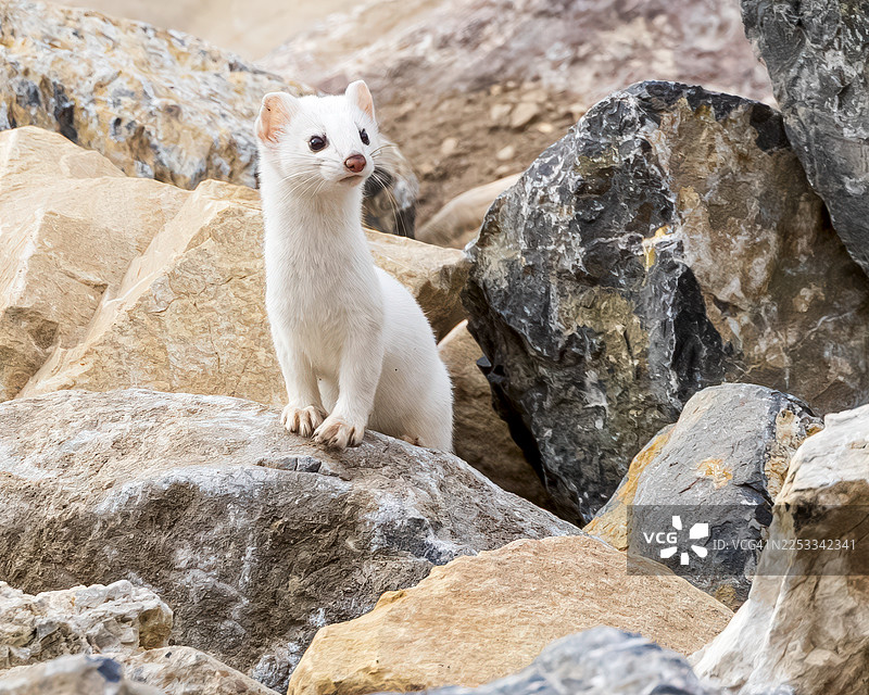白鼬肖像图片素材