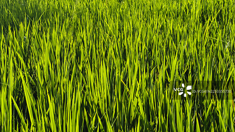 晨光下的稻田，绿色的草叶上点缀着露珠图片素材