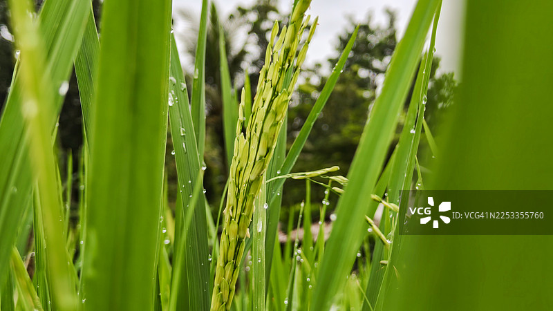 晨光下，稻田里的绿草叶片上沾着露珠图片素材