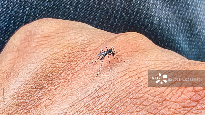 传播登革热的埃及伊蚊图片素材