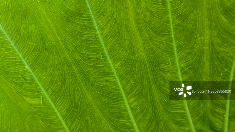 绿色芋头叶纹理背景图片素材