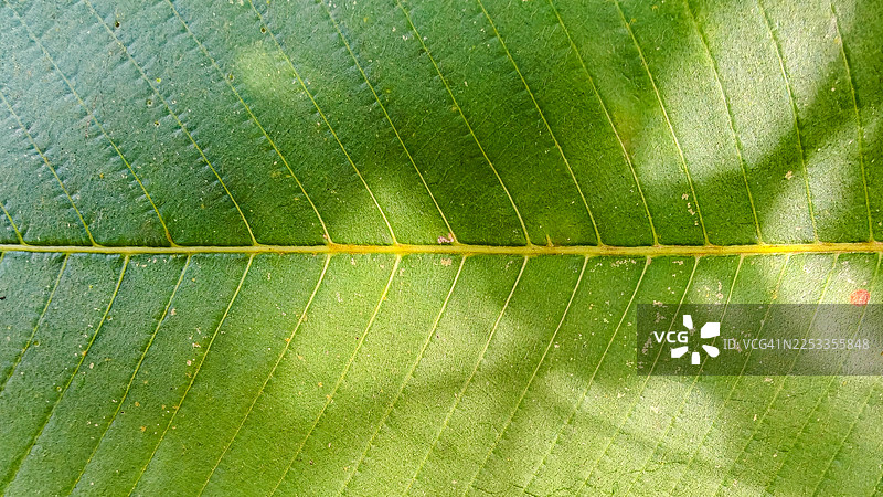 特写镜头下的绿色热带叶子纹理，脉络清晰，沐浴在自然阳光下，精细的有机图案，适合用作自然背景图片素材