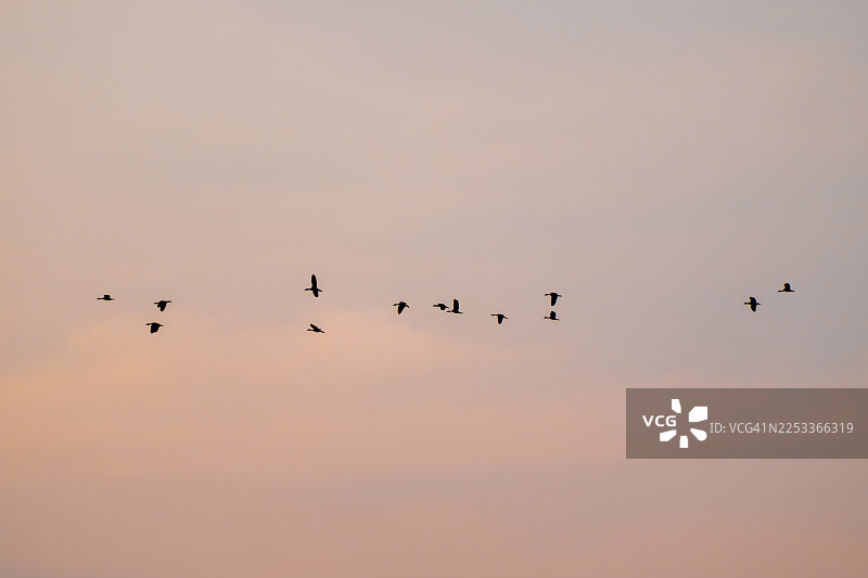 傍晚时分，成群的鸟儿正在归来迁徙；云彩呈现出美丽的蓝色和金色。图片素材