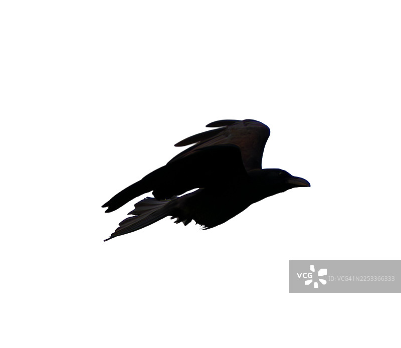 黑鸦在天空中飞翔。鸟类飞翔的乌鸦，Corvus corax，孤立在白色背景上。万圣节。一只黑鸦在飞翔，Corvus corax，孤立在白色背景上。万圣节，一只黑鸟飞行的剪影，在白色背景上抠出，用于图形设计。图片素材