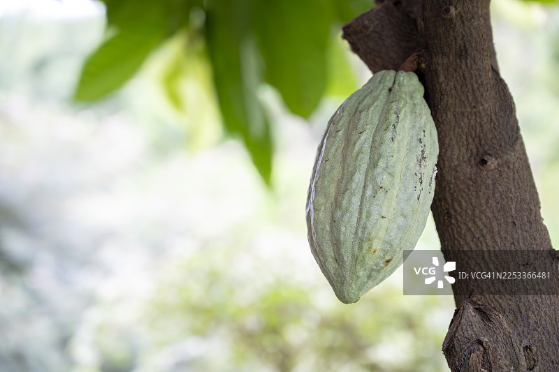 可可树（Theobroma cacao）。自然生长的有机可可果实。种植园里可可树上长出的新鲜可可果。田野里，一根树枝上挂着青涩的未成熟可可果，是一颗幼年的可可树果实。图片素材