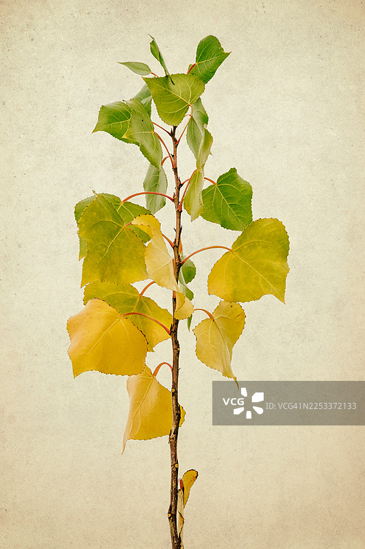 秋天的树叶和树枝图片素材