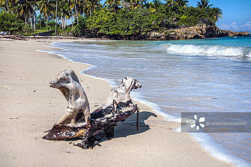 古巴关塔那摩巴拉科阿马瓜纳海滩，树干、自然风光、海滩和绿松石海景。图片素材