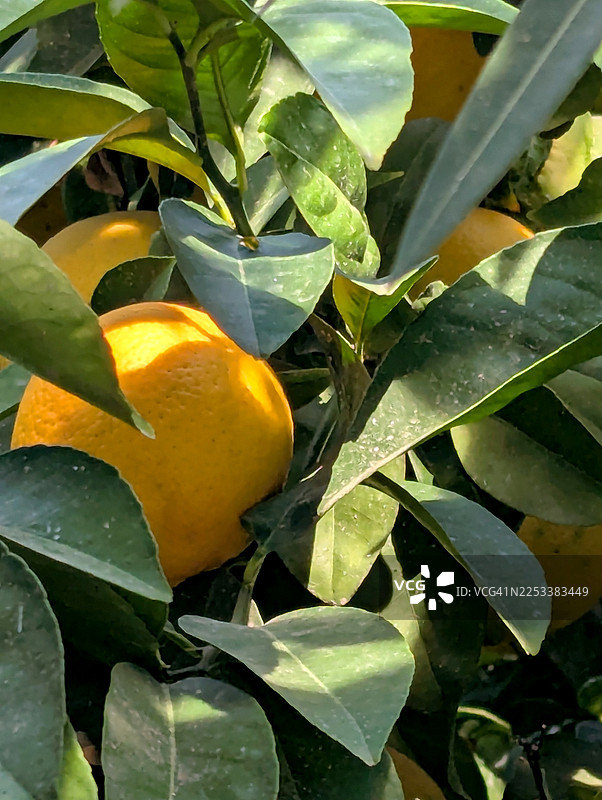 橙子树上长着橙子，果实成熟图片素材