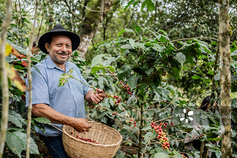 一位年长农民在咖啡种植园采摘咖啡的肖像图片素材