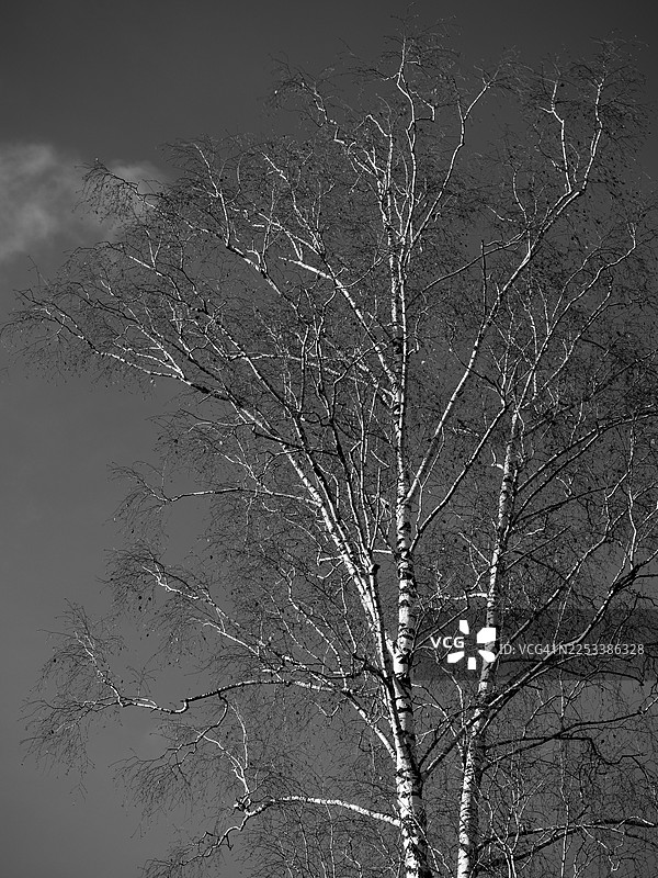 黑白画面，展示光秃的桦树，树干苍白，细密的枝条伸展，背景为深色天空，纤细的树枝结构清晰可见，白色树皮与背景形成强烈对比，极简的自然构图，宁静的冬日或深秋景象。图片素材