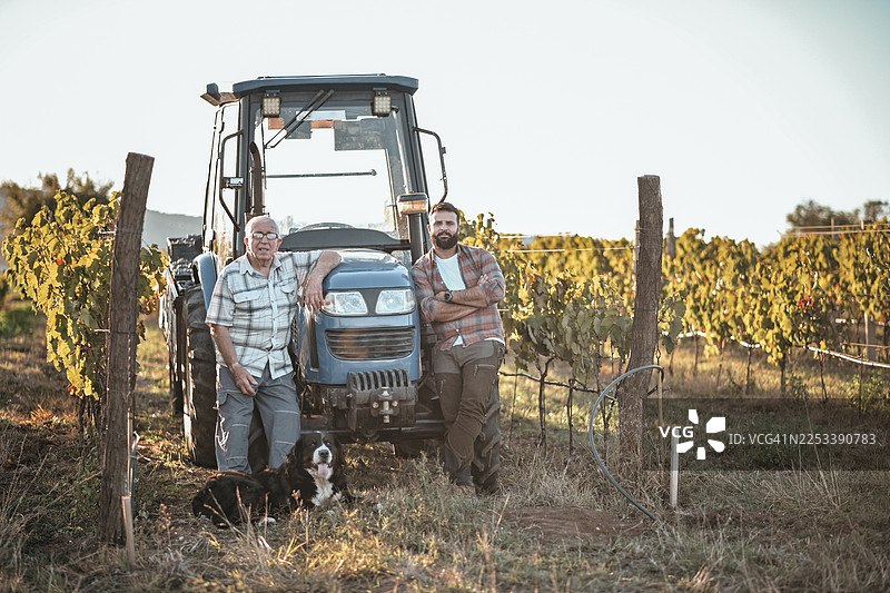 在葡萄园里享受阳光明媚的一天图片素材