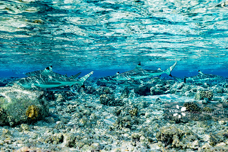 黑鳍礁鲨（Carcharhinus melanopterus）在法属波利尼西亚图阿莫图群岛南法卡拉瓦环礁的珊瑚礁上，背上有吸盘鱼图片素材