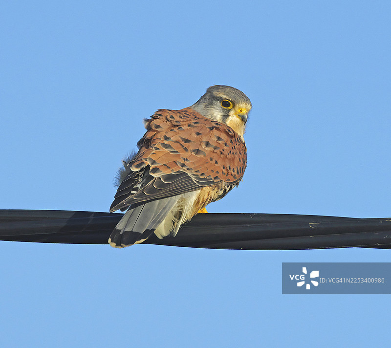 红隼 [Falco tinnunculus]图片素材