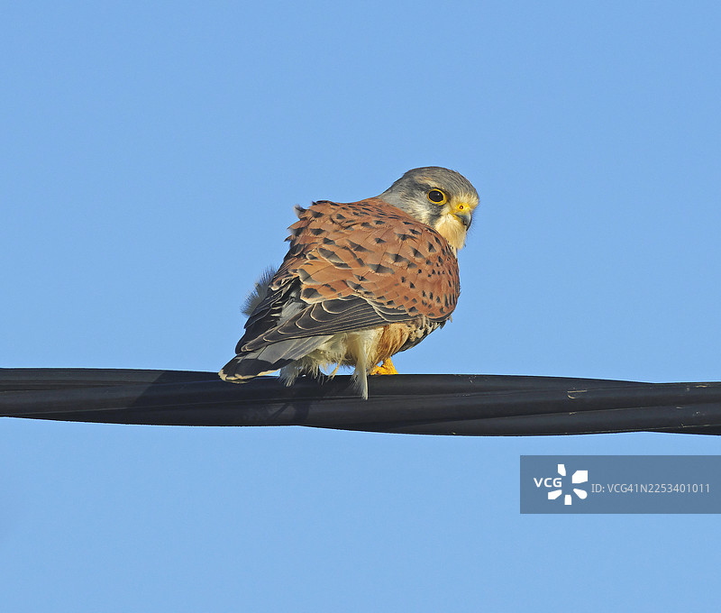 红隼 [Falco tinnunculus]图片素材