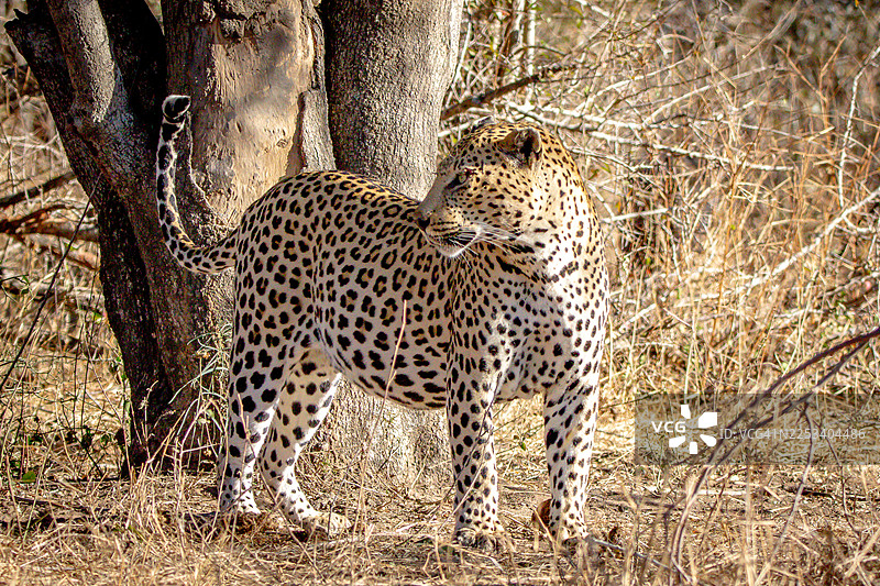 南非克鲁格国家公园的豹子图片素材