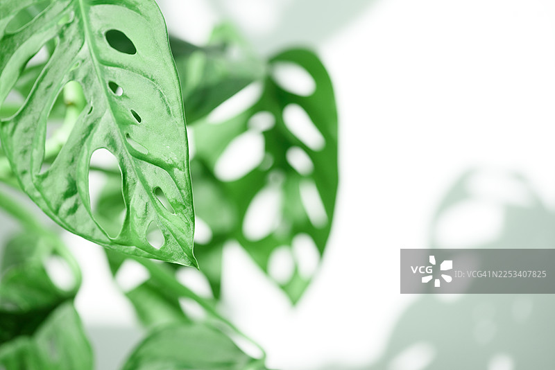 一株绿色龟背竹叶的特写，展现其自然的叶脉和裂缝，适合用于自然、植物和室内设计拍摄。图片素材