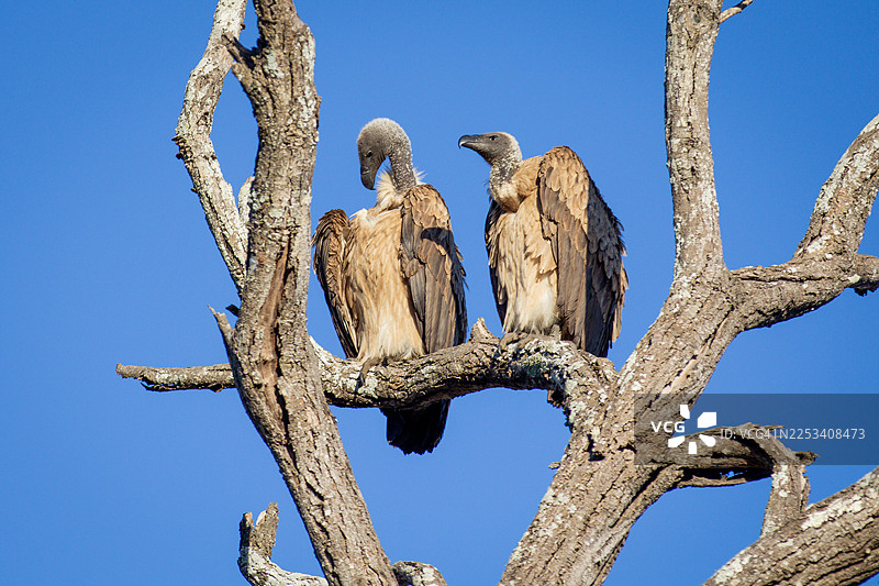 南非克鲁格国家公园的非洲白背兀鹫 (Gyps africanus)图片素材