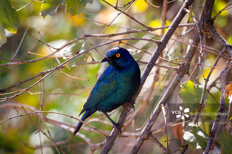 南非克鲁格国家公园的巨蓝耳椋鸟图片素材
