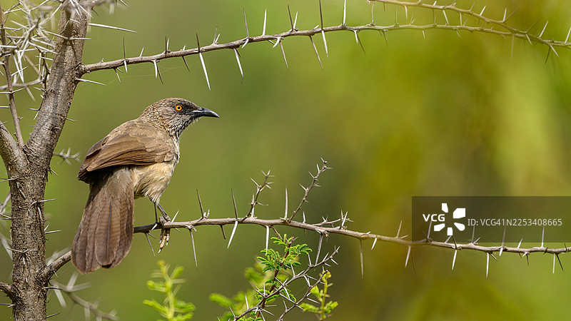 一只棕色、橙色眼睛的鸟栖息在多刺的树枝上，背景是柔和的绿色。图片素材