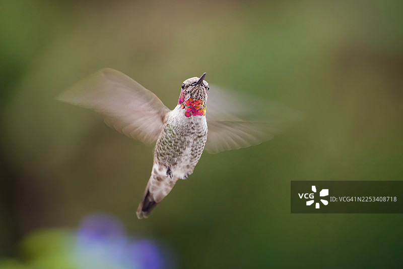 一只蜂鸟在柔和的绿色背景前，展开充满活力的红绿色羽毛，悬停在空中，特写镜头图片素材